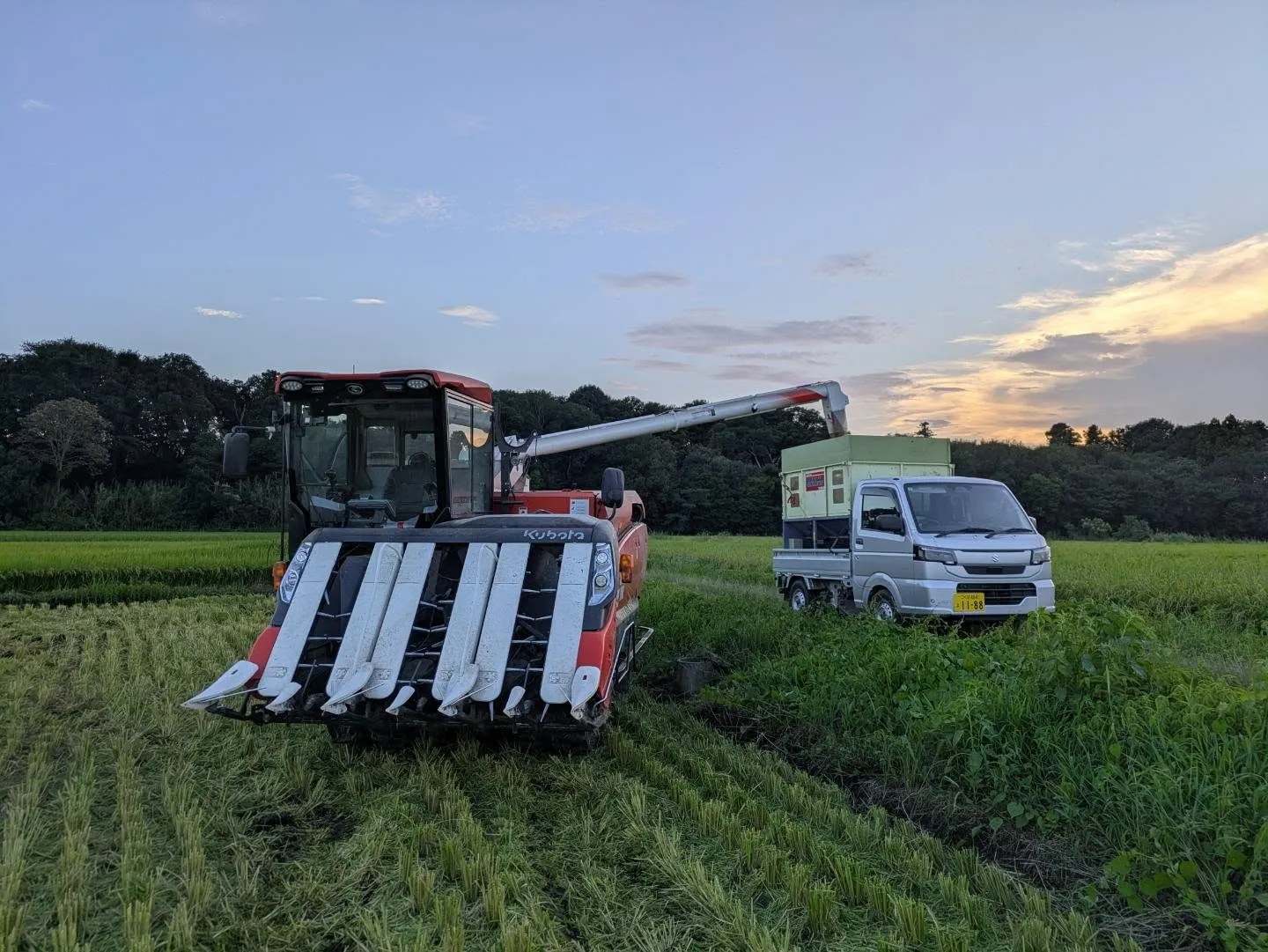 「ササニシキ」の稲刈りをしました🌾