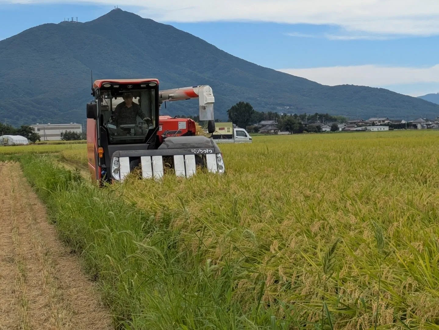 「ミルキークイーン」の稲刈りをしました🌾