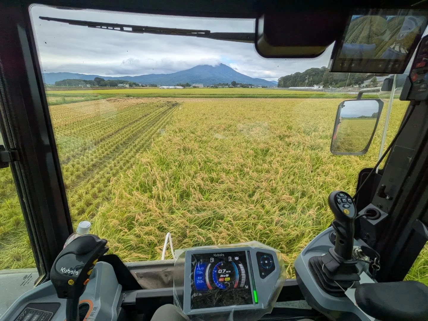 「ミルキークイーン」の稲刈りをしました🌾