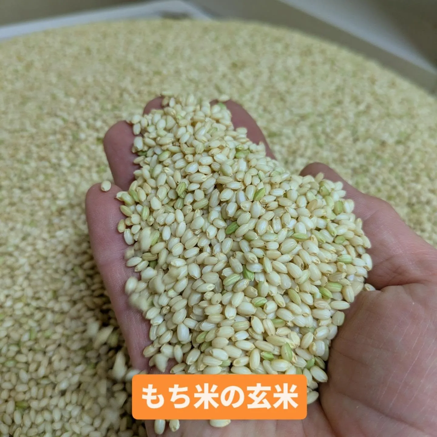 新米もち米の「こがねもち」と「まんげつもち」を精米しています...