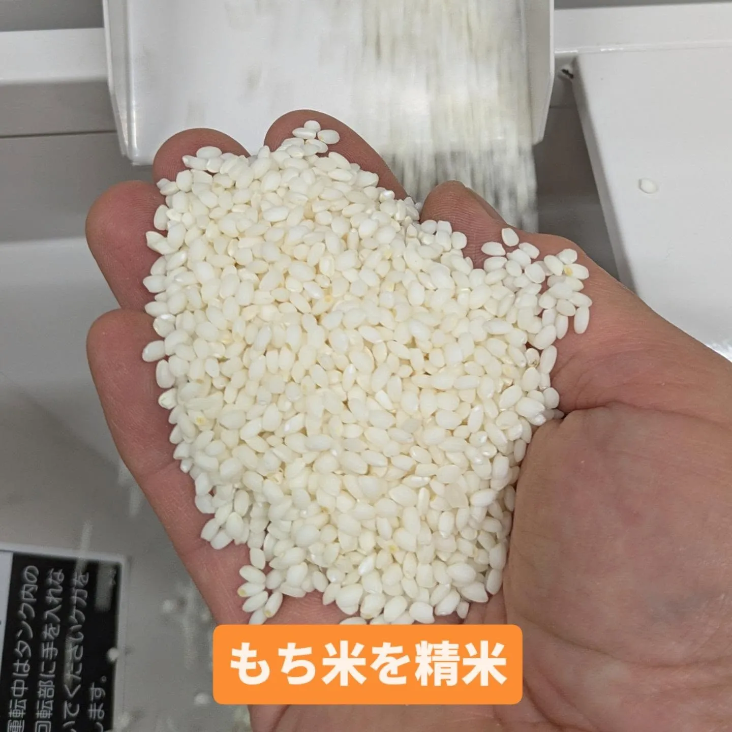 新米もち米の「こがねもち」と「まんげつもち」を精米しています...