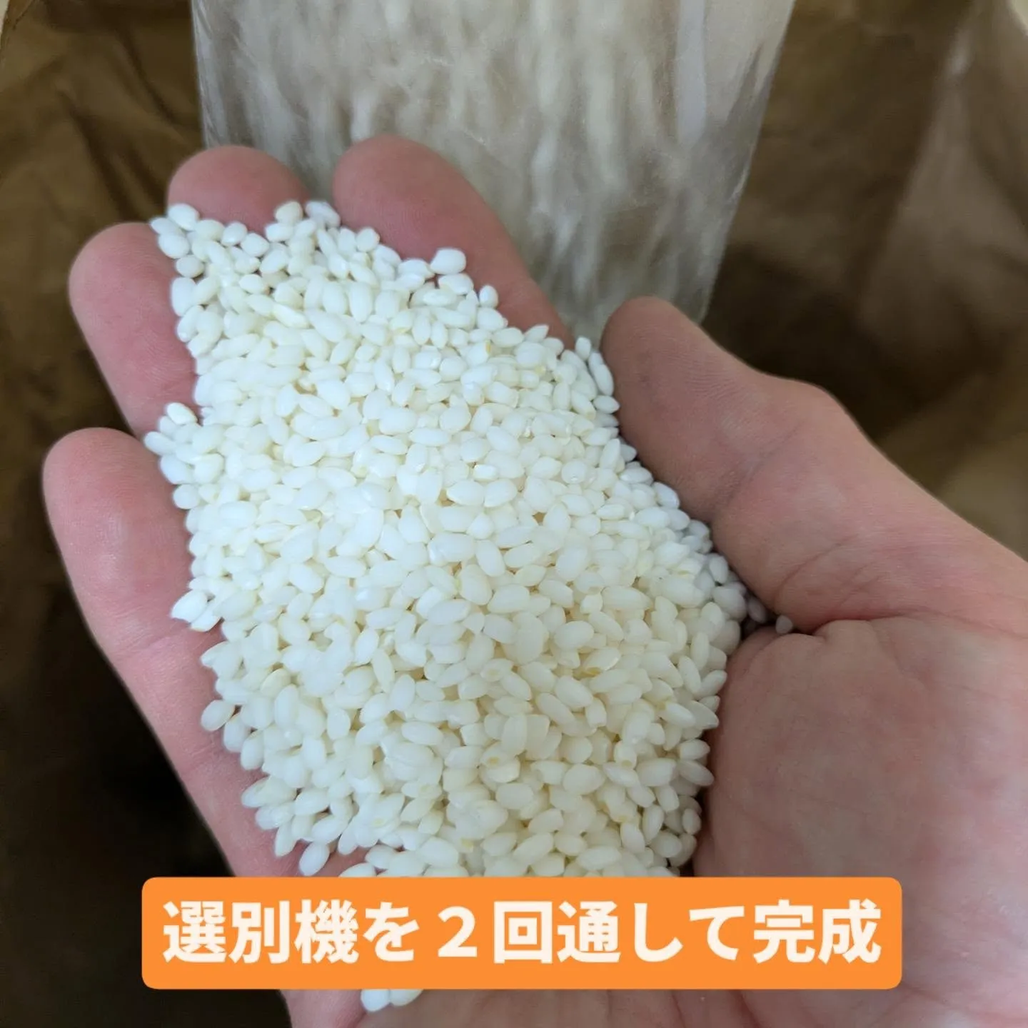新米もち米の「こがねもち」と「まんげつもち」を精米しています...