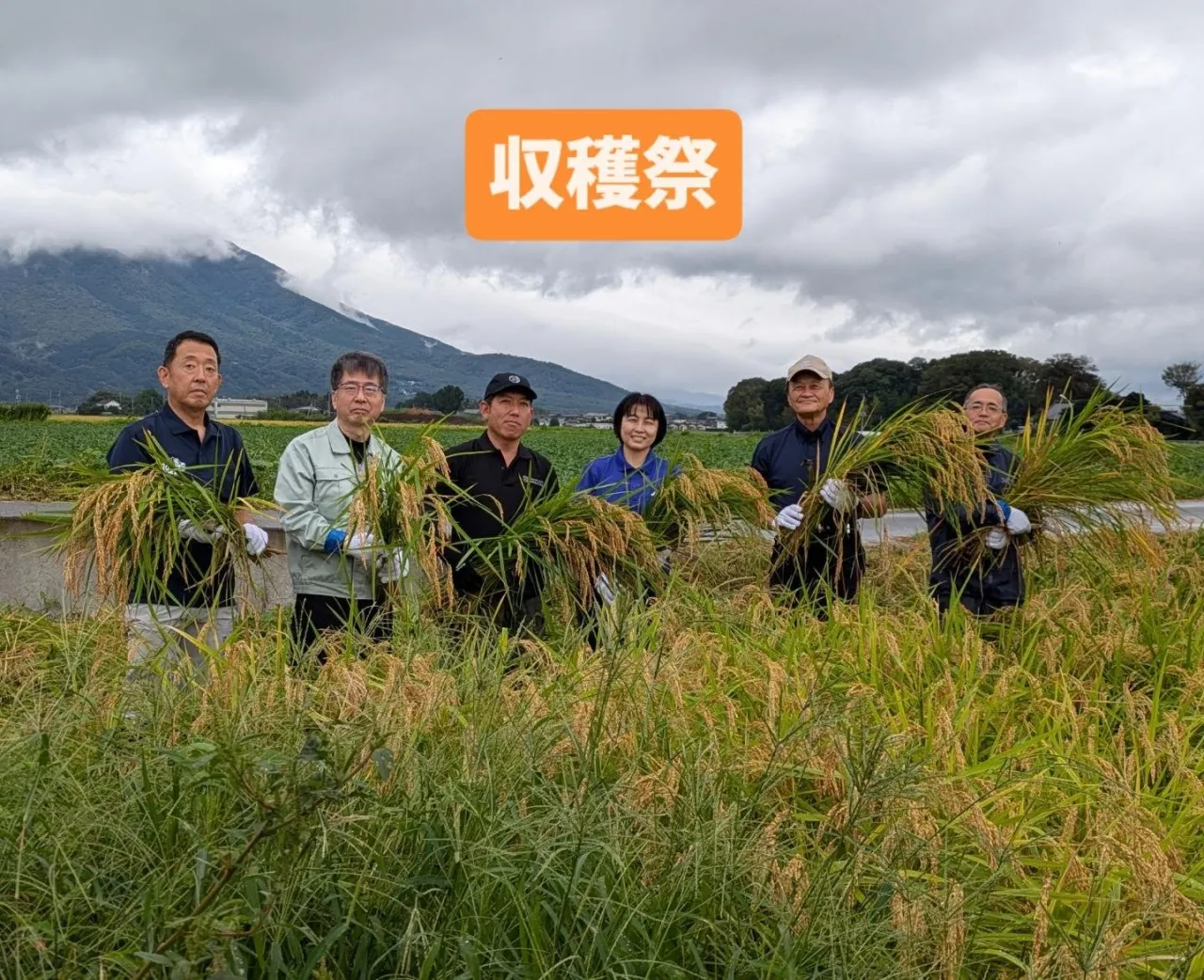 有機栽培で育てた「コシヒカリ」を収穫しました🌾