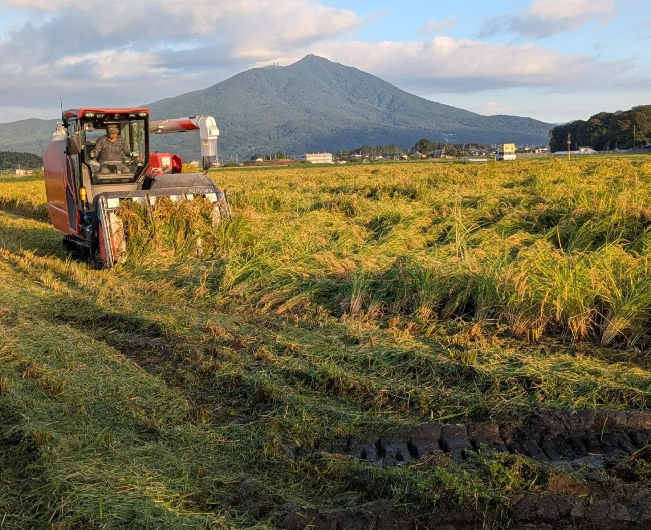 有機栽培で育てた「コシヒカリ」を収穫しました🌾