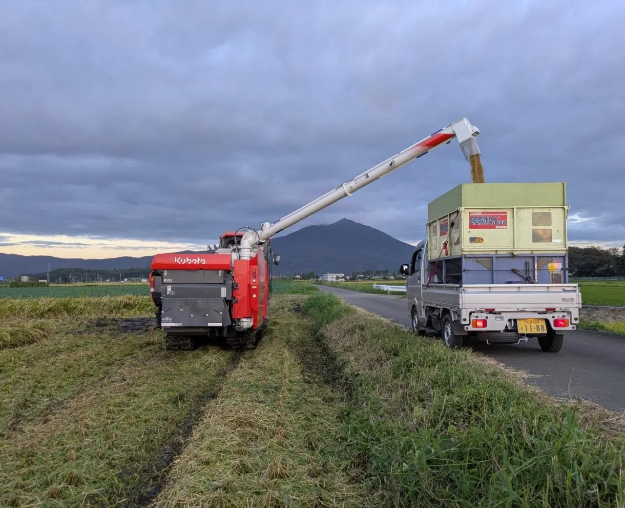 有機栽培で育てた「コシヒカリ」を収穫しました🌾