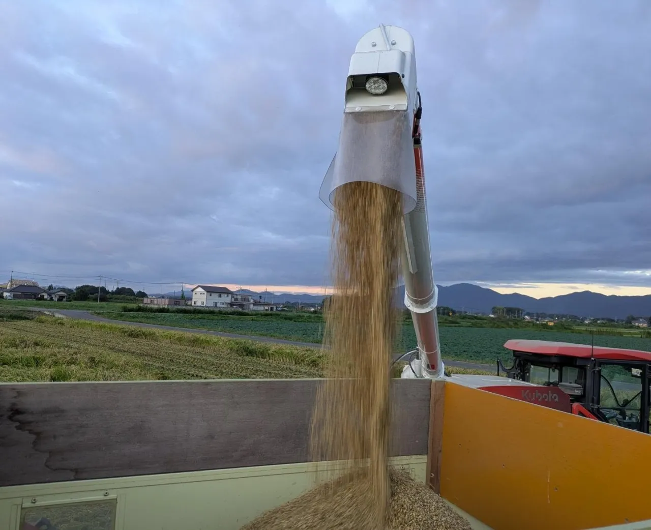 有機栽培で育てた「コシヒカリ」を収穫しました🌾